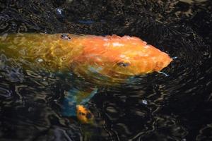 Orange Carp Swimming Along Under the Water photo