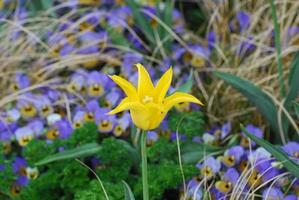 bonito tulipán amarillo puntiagudo que florece en primavera foto