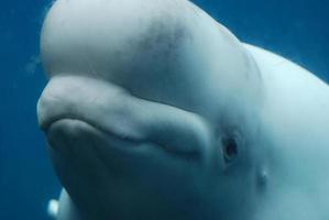 mirada fantástica a una ballena beluga bajo el agua foto