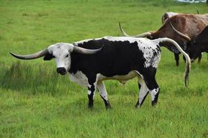 Herd of Longhorn Steer Grazing in a Large Field photo