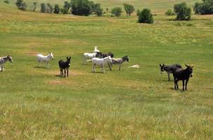 pequeña manada de burros salvajes en un valle foto