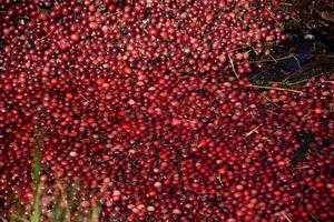 cosecha de arándanos rojos flotantes en un pantano foto