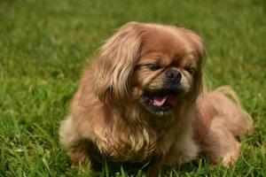 perro pequinés de jengibre bostezando mientras juega afuera foto