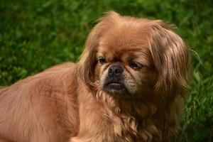 pelaje largo en un perro pequinés de jengibre foto