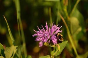 Purple Blooming Bee Balm Flower Blossom in Nature photo