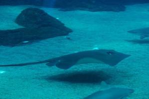 grupo de rayas nadando a lo largo del fondo marino arenoso foto