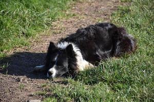 Beautiful Black and White Border Collie Beside a Dirt Path photo