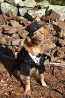 Beautiful Golden Dog In a Silly Costume photo