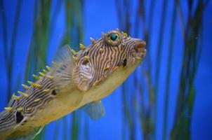 Fantastic Spikey Striped Burrfish with Eel Grass Underwater photo