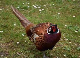 Gorgeous Ring Necked Pheasant on a Spring Day photo