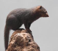 Beautiful Scenic Image of a Brown Dwarf Mongoose photo