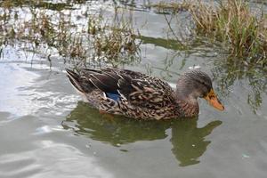 bonito pato marrón nadando cerca de la hierba del pantano foto