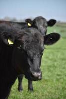 Adorable Pair of Black Cows in a Field photo