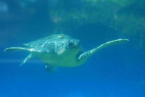 Swimming Sea Turtle Gliding Underwater photo