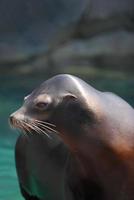 Playful Sea Lion Side ViewCC photo