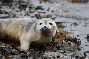 taza petulante de una cría de foca en una playa rocosa foto