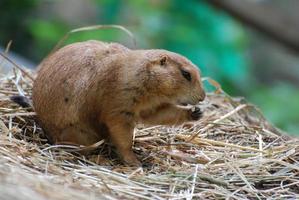 Snacking Prairie Dog Sitting on a Bunch of Hay photo