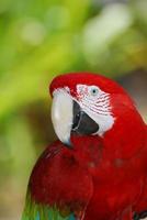 A Quick Look at a Scarlet Macaw Bird photo