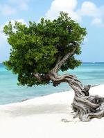 Divi Divi Tree with Gentle Waves on the Beach photo