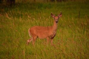 Cautious Young Buck Standing in a Meadow photo