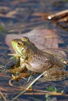 Toad Sitting in a Swamp photo