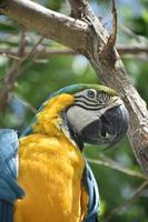 Gorgeous Blue and Gold Macaw with a Hooked Beak photo