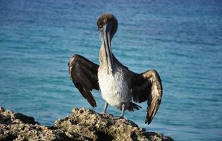Brown Pelican Poised on a Large Lava Rock photo