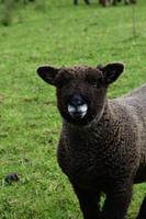 Adorable Face of a Brown Ryeland Sheep on a Farm photo