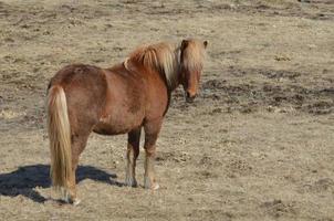 caballo islandés peludo foto