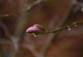 Dew Drops on a Budding Pink Magnolia Blossom photo