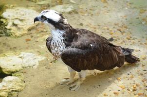 Up Close Osprey Bird in Shallow Water photo