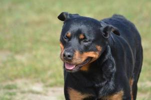 gran cara en un perro rottweiler mascota foto