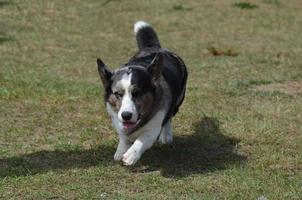 perro de pastor corgi galés foto