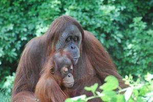 Mother Orangutan Reading to Child photo