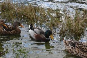 Ducks Swimming Along in a Shallow Marshy Area photo