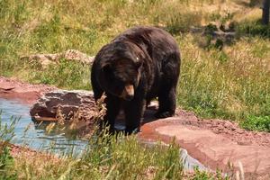 Black Bear Standing at the Water's Edge photo