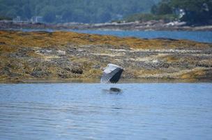 Great Blue Heron Skimming The Oceans Surface in Flight photo