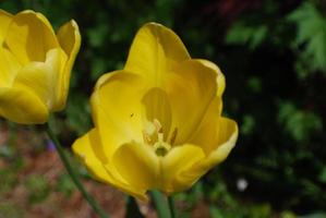 tulipán floreciente amarillo brillante en la primavera foto