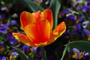 flor de tulipán floreciente de rayas rojas y amarillas brillantes foto