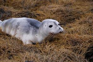 adorable bebé foca de puerto en algas marinas foto