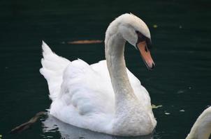 White Swan Swimming in a Lake on a Spring Day photo