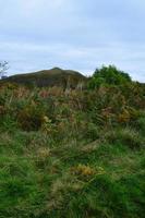 Pretty countryside with thick vegetation in Scotland photo