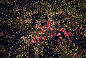 Loose Cranberries In Thick Mud Around a Bog photo