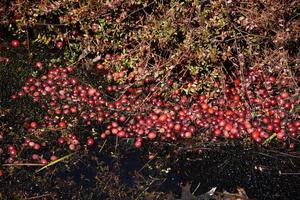 Cranberry Bogs Sitting Beside Vines on a Bog photo