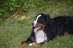 Bernese Mountain Dog Resting in a Yard photo