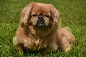 perro pequinés muy dulce sentado afuera en la hierba foto