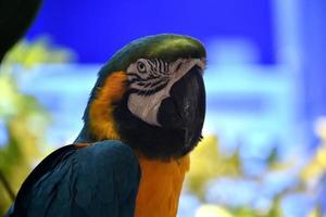 impresionantes marcas en la cara de un guacamayo azul y dorado foto