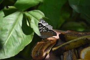 Gray and White Butterfly on Old Fruit photo