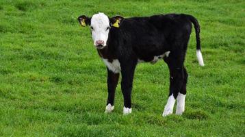 Very Cute Black and White Calf Standing in a Pasture photo