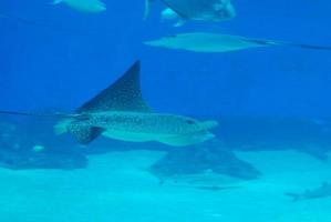 mantarrayas manchadas nadando bajo el agua con otra vida marina foto